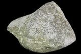 Pyrite Replaced Brachiopod (Paraspirifer) - Ohio #89723-1